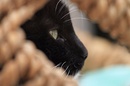 Fotos_Katzen