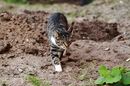 Fotos_Katzen