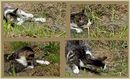 Katze und Maus
