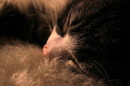 kater am schlafen