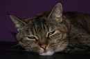 Unsere Katze