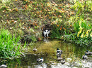 Fotos_Katzen