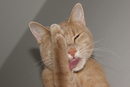 Pedro's Katzenwäsche.....