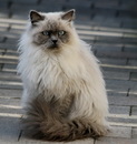 Schmusekatze