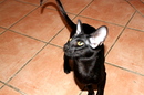 Alles Katze oder WAS ???