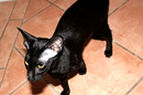 Rüdiger  = Katzen Kater !!!!!! ehrlich!!