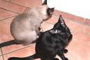 Rüdiger und Plio friedlich beisammen