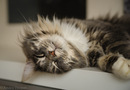 Total Relaxing