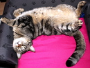 Tiger Willy quasi  beim Winterschlaf !!!