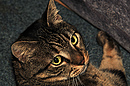 Fotos_Katzen