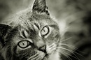 Cat April 2015