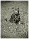 Cat 02