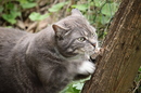 CAT TODAY..