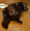 Rambo der Kater !