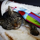 Lass mich schlafen dich nachts wach zu halten ist anstrengend 