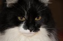 Kater