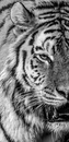 Bw Tiger 
