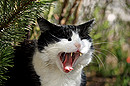 Fotos_Katzen
