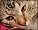 Fotos_Katzen