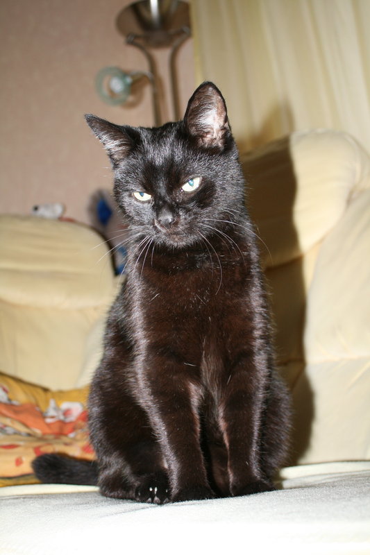Mein Kater ist Fotogen