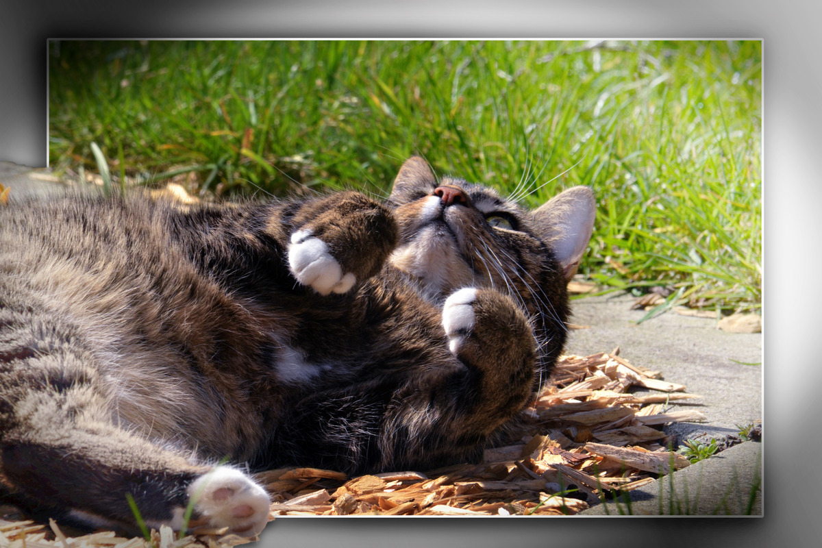 Sommerfreude
