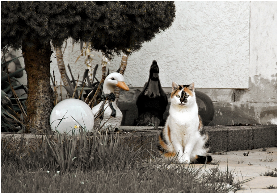 Gans ... Katze