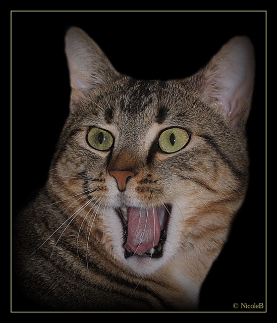 Gizmo