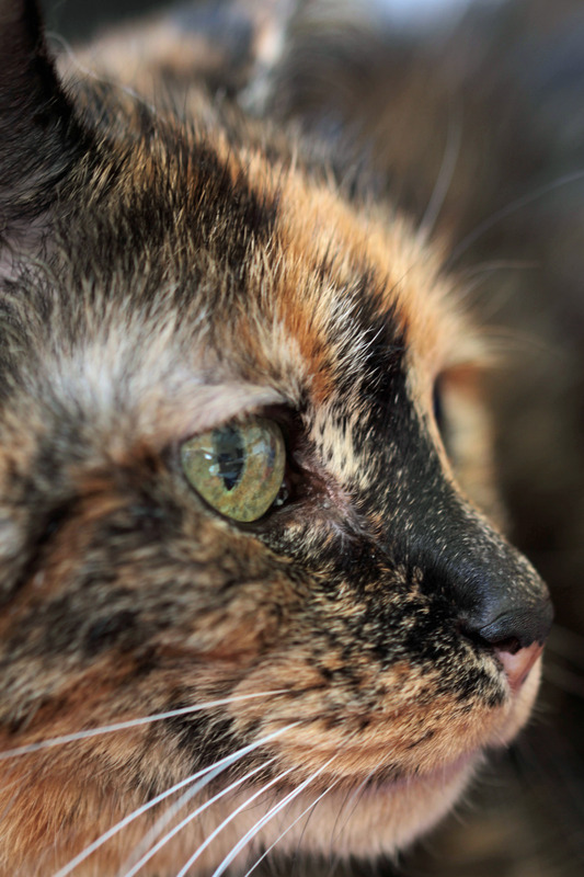 Katzenprofil