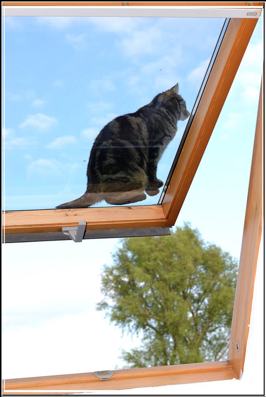 Ich bin keine Katze...