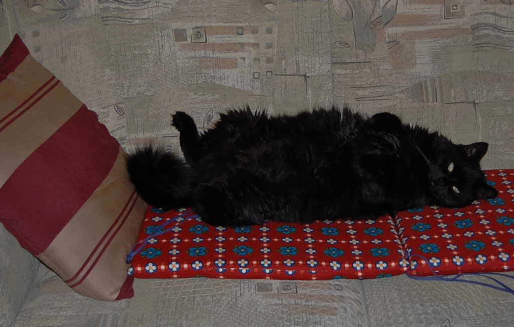 Der Kater SIR RAMBO!!!