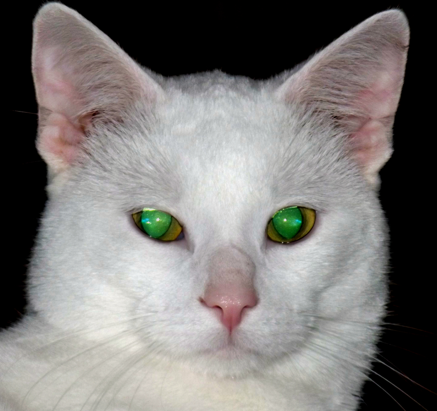 Schau mir in die augen kleines
