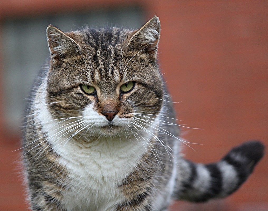 Hofkater 