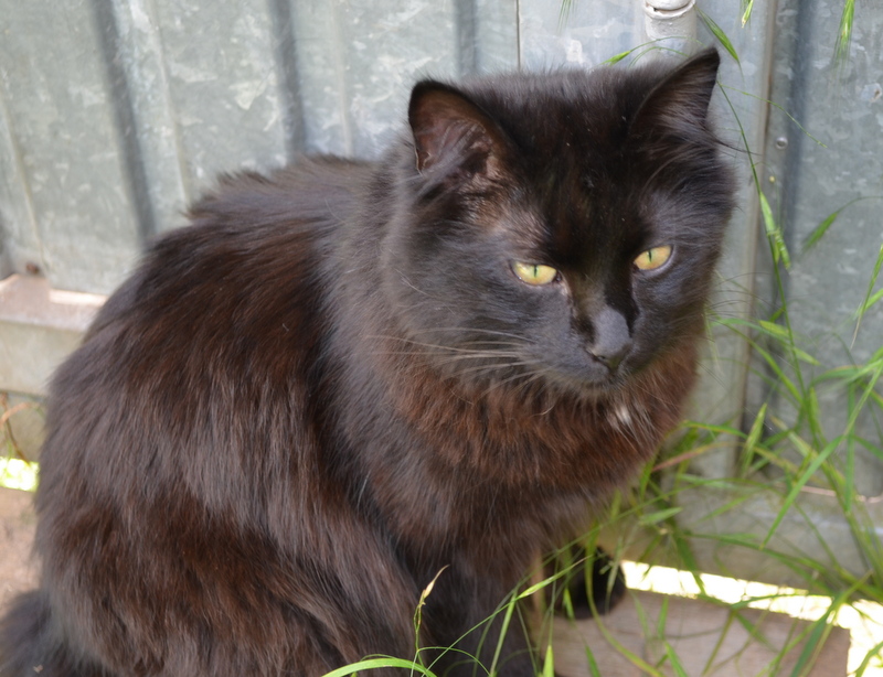 Deutsche langhaarkatze