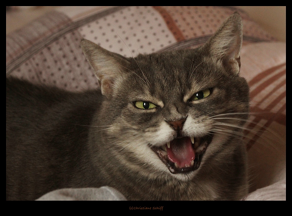 "Komm nicht näher...." 3