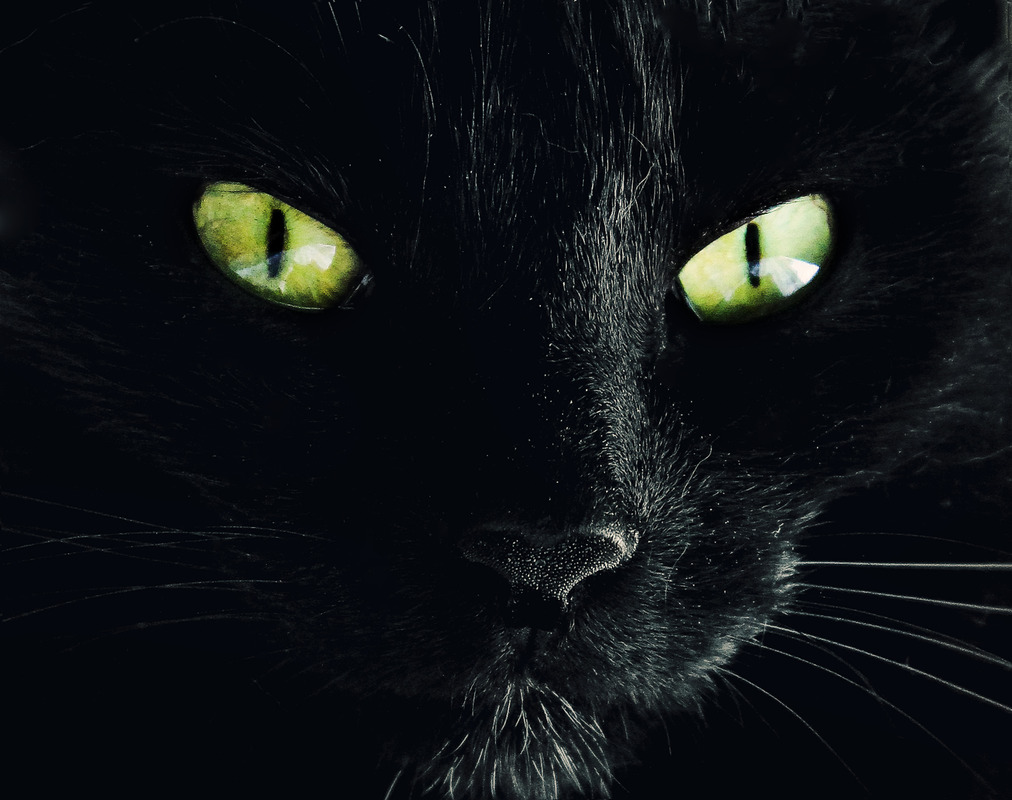 meine Katze Molly