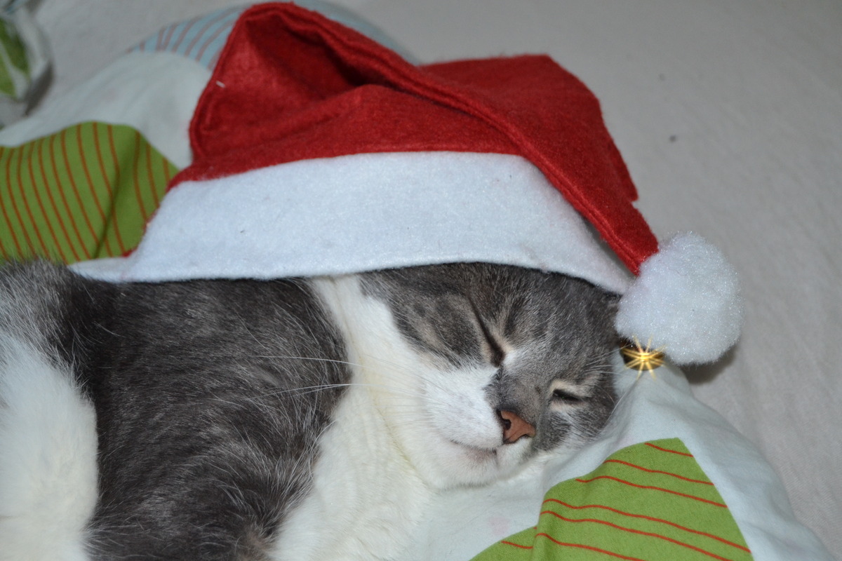 Unser Nikolauskater