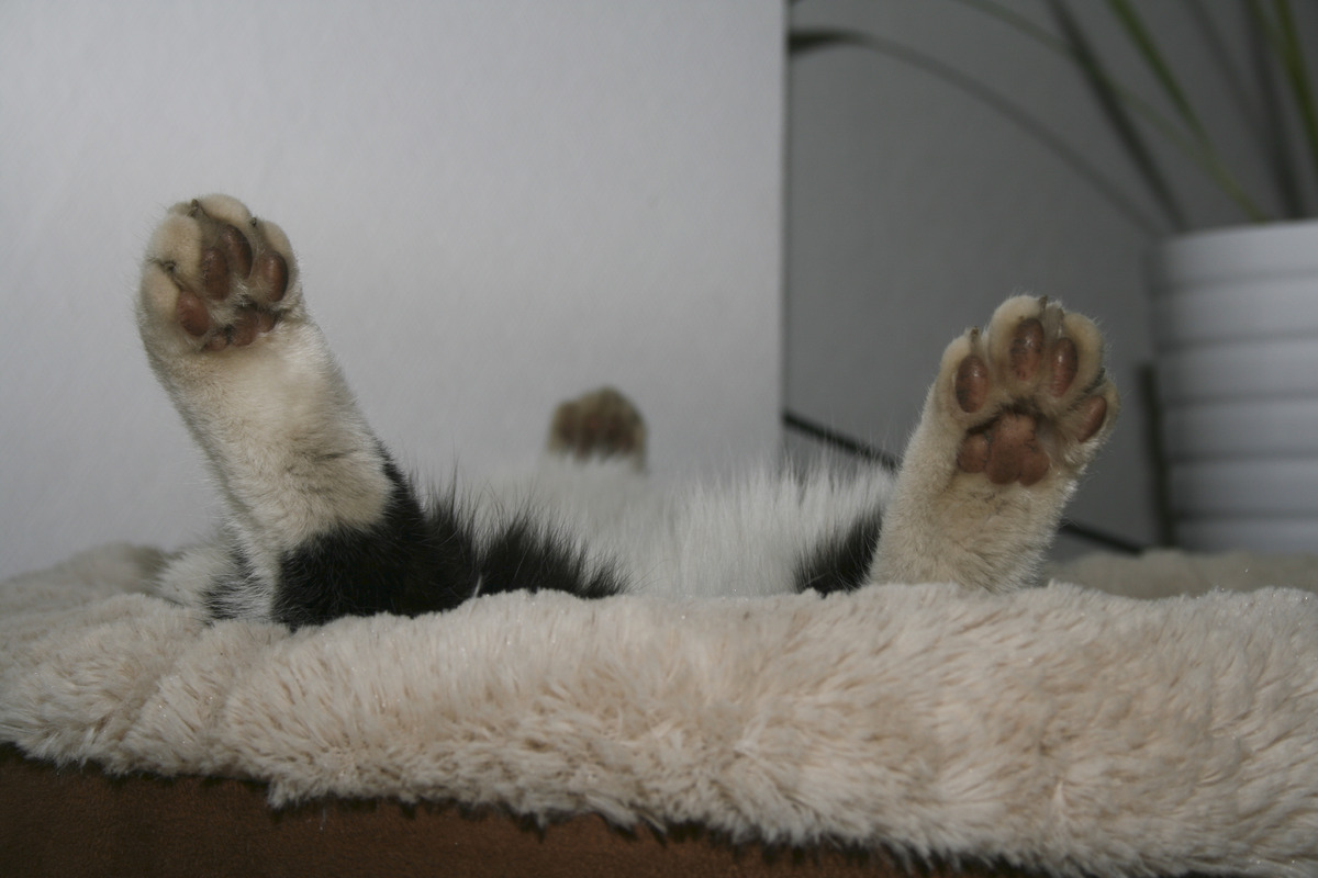 Paulchen beim Mittagsschläfchen 