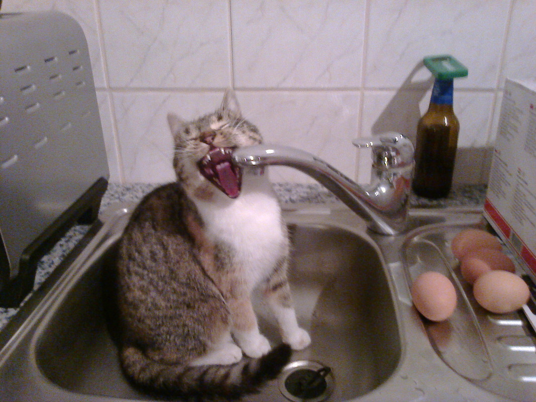 singende Katze