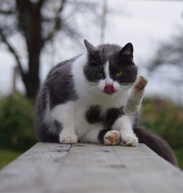 Katze