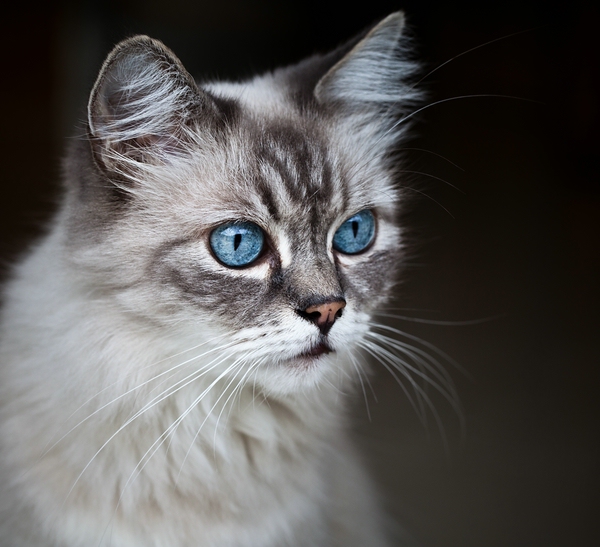 Kater "NIcky" ist wieder da...