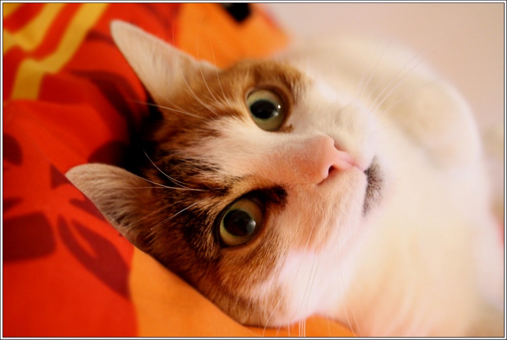 Katze