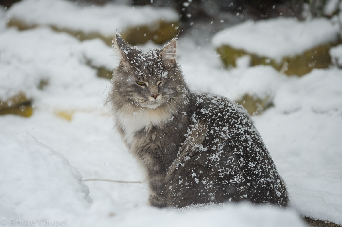 Schneekater II