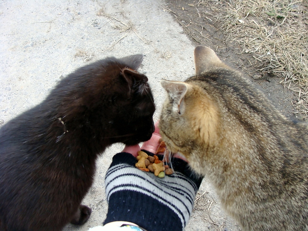 Meine Freundinnen Emilia und Morle