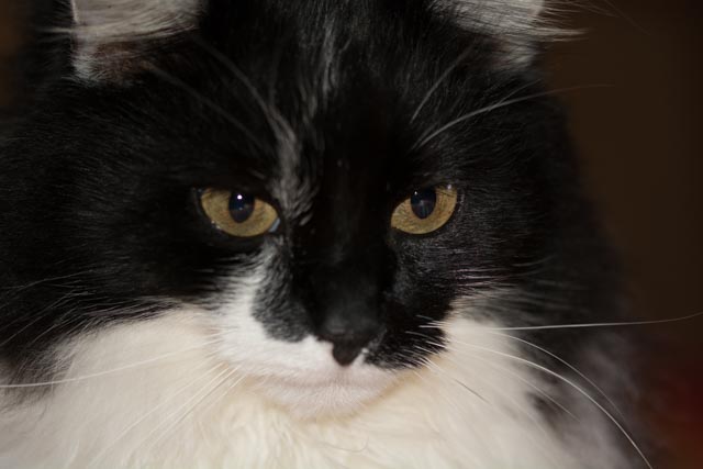 Kater