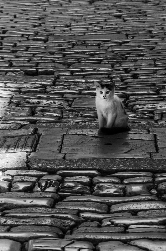 kroatisches Kätzchen