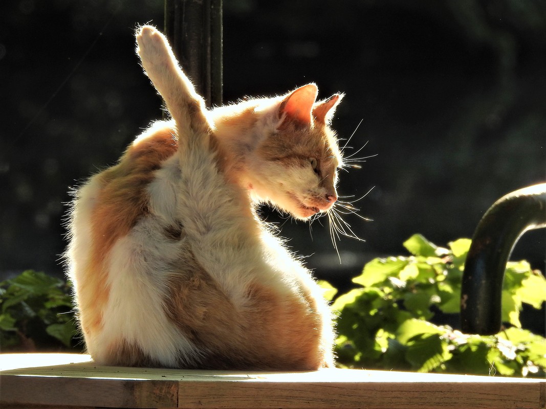 Katze beim Sonnenbad 2