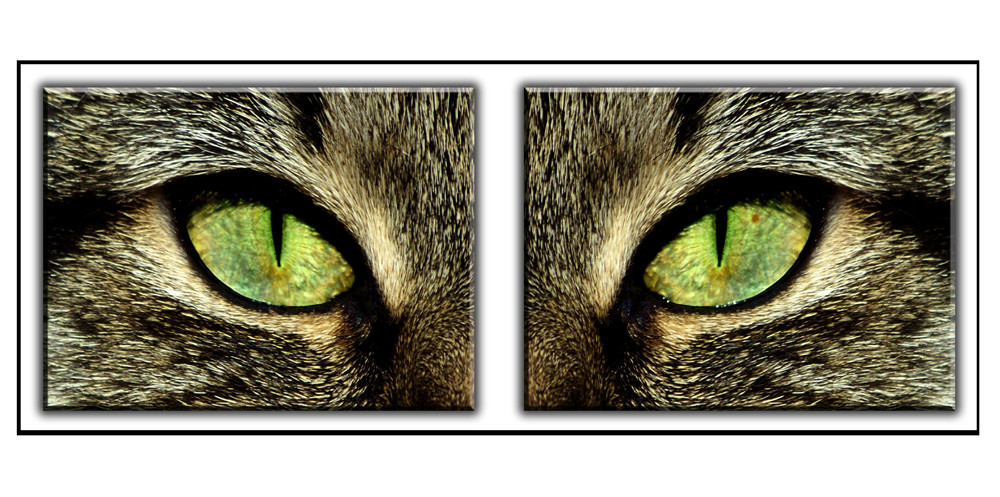 Augen sind der Spiegel der Seele ...