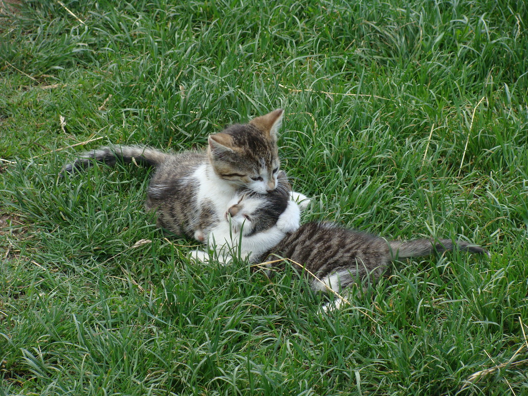 sind sie nicht niedlich