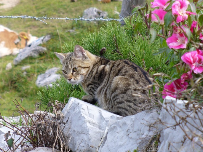 Ein Kater im Höhenwahn.