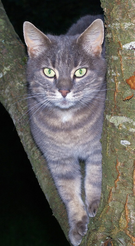 Luna im Apfelbaum